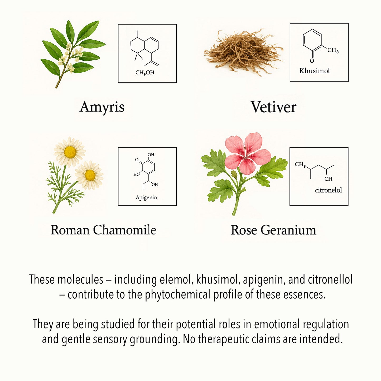 Scientific botanical illustration of Grief & Loss essential oils, featuring Amyris, Vetiver, Roman Chamomile, and Rose Geranium with key phytochemical compounds such as elemol, khusimol, apigenin, and citronellol.