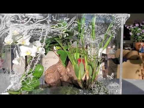 Video of fairy tale scene Victorian greenhouse terrarium / Wardian case showcasing healthy orchids and plants in a cozy living room environment