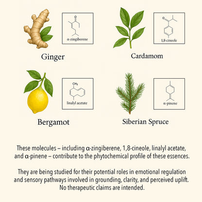 Scientific botanical illustration of Self-Confidence essential oils, featuring Ginger, Cardamom, Bergamot, and Siberian Spruce with key phytochemical compounds such as α-zingiberene, 1,8-cineole, linalyl acetate, and α-pinene.