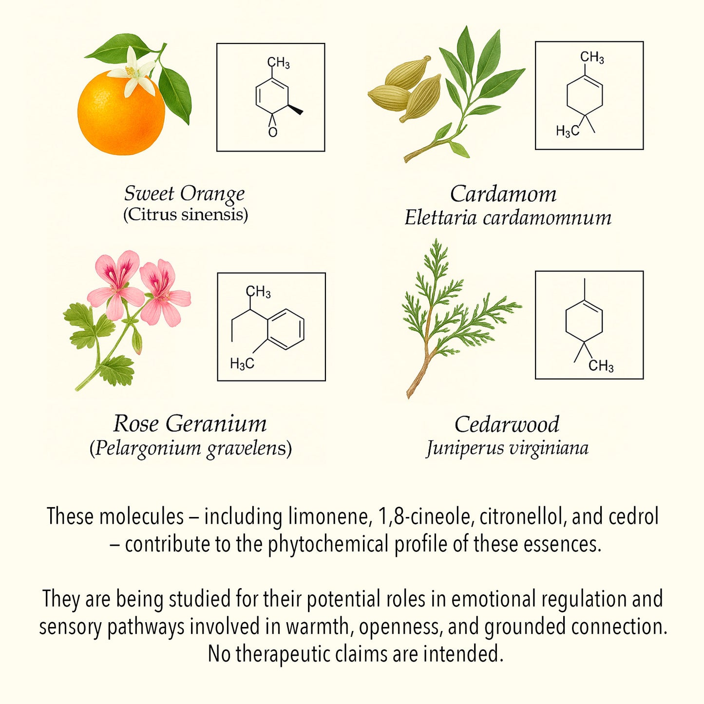 Scientific botanical illustration of Social Connection essential oils, featuring Sweet Orange, Cardamom, Rose Geranium, and Cedarwood with key phytochemical compounds such as limonene, 1,8-cineole, citronellol, and cedrol.
