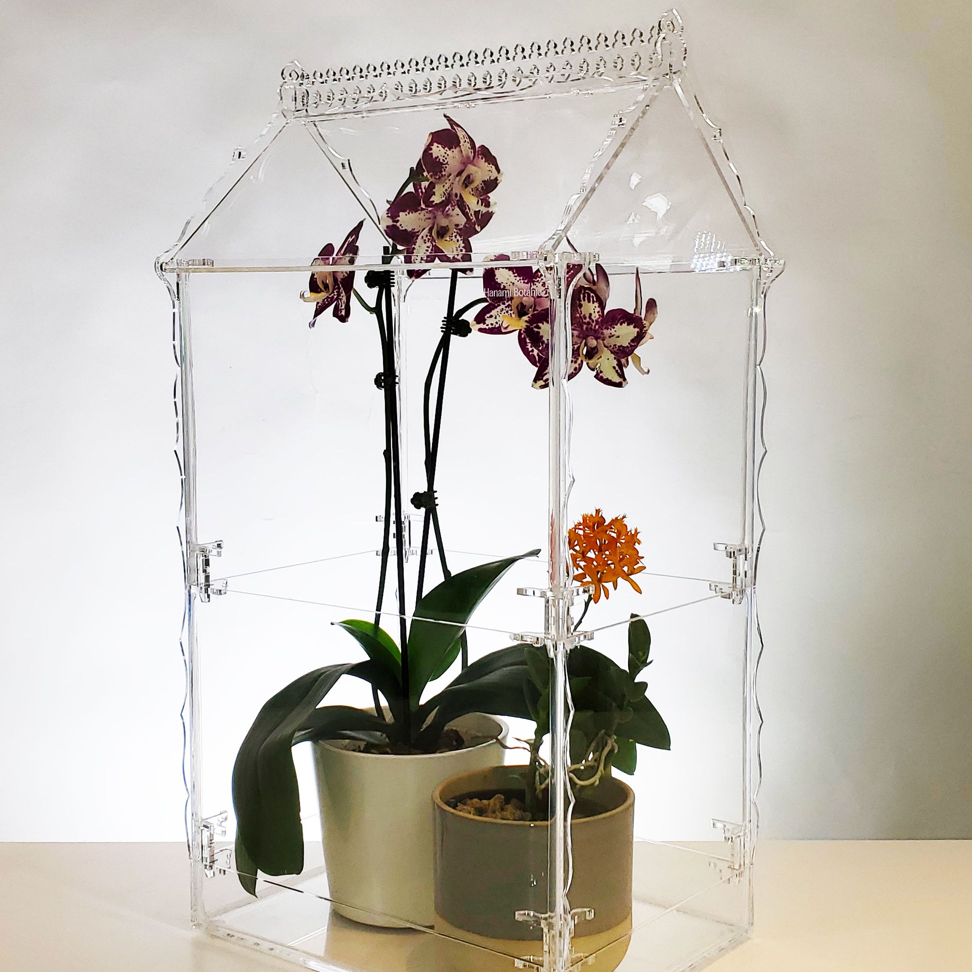 Victorian Orangery-Style Tall Greenhouse Terrarium - Hanami Botanic